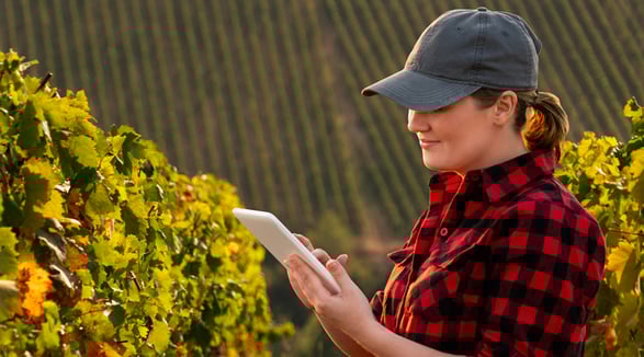 POST BLOG_799X444_1416248753_wine&oil_Come digitalizzare le az