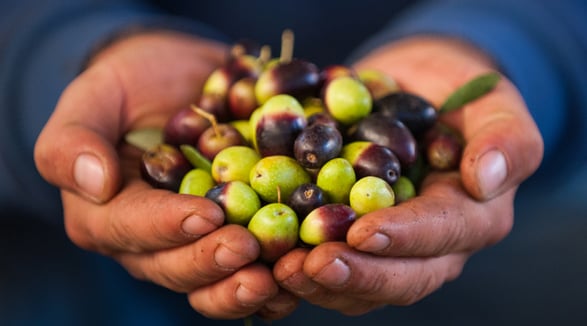 POST BLOG_799X444_1739445053_WINE&OIL_Come gestire unazienda olearia