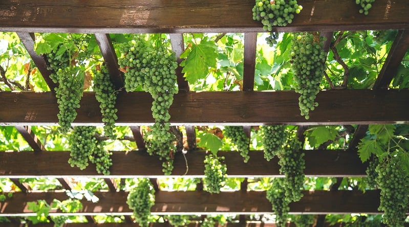 TeamSystem Wine & Oil per il mondo Vitivinicolo Cooperativo