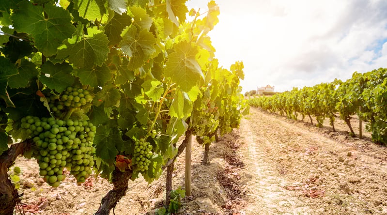 post blog_799x444_693653062_WINE&OIL